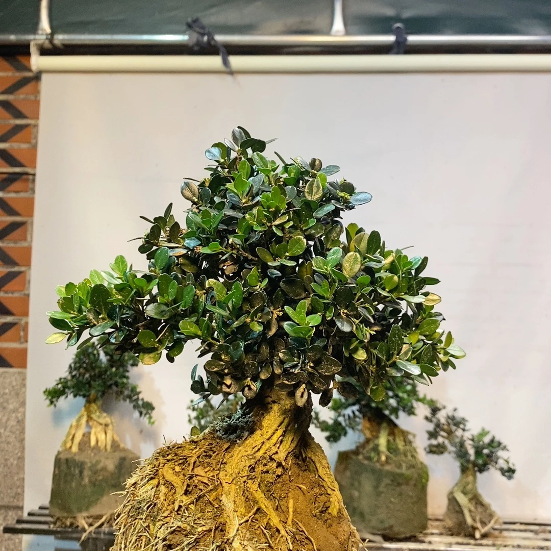 直播间黄杨盆景，多品种黄杨树