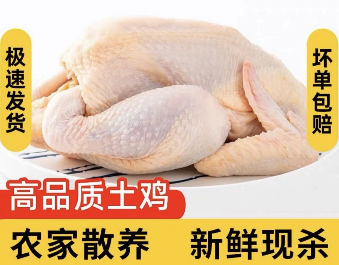 青岛发货 跑山鸡