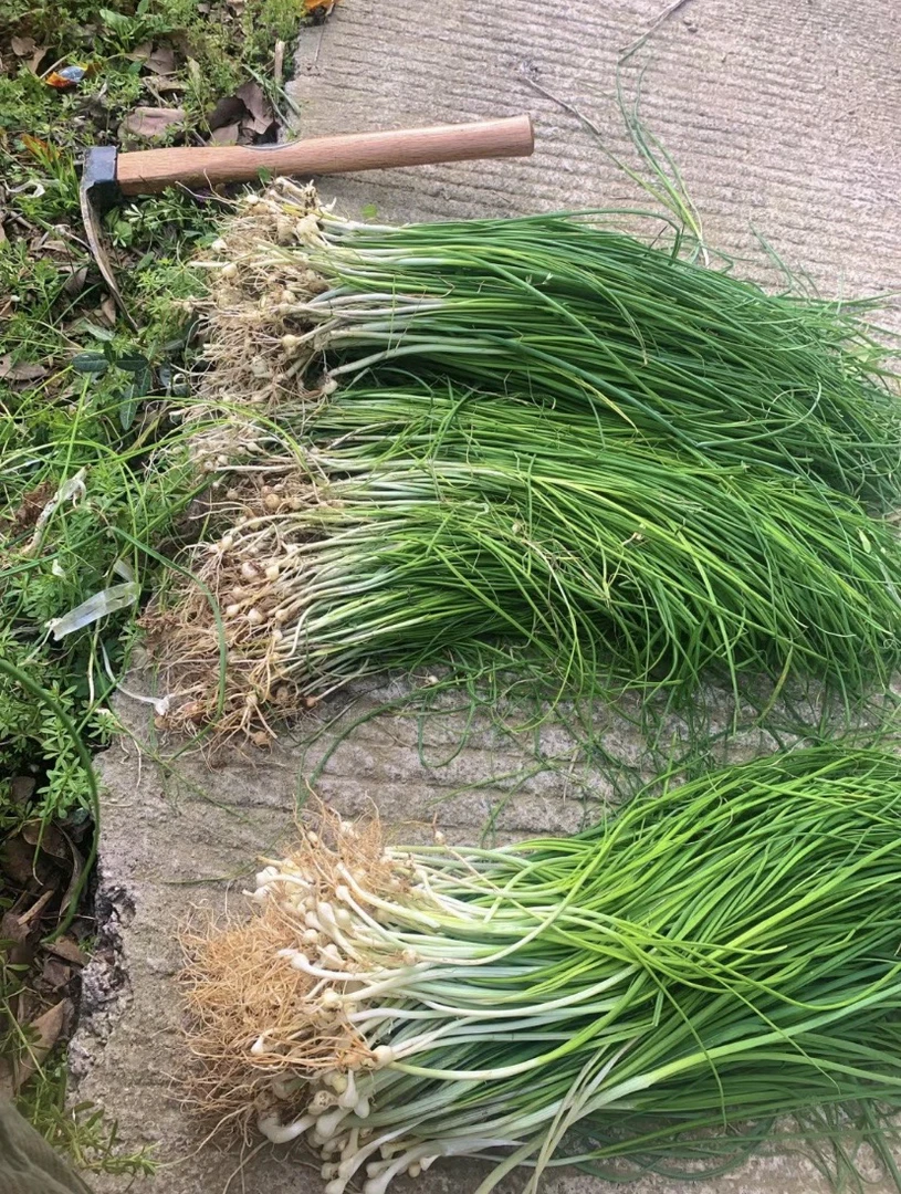 现挖新鲜野葱胡葱小根蒜农家香葱新鲜应季蔬菜