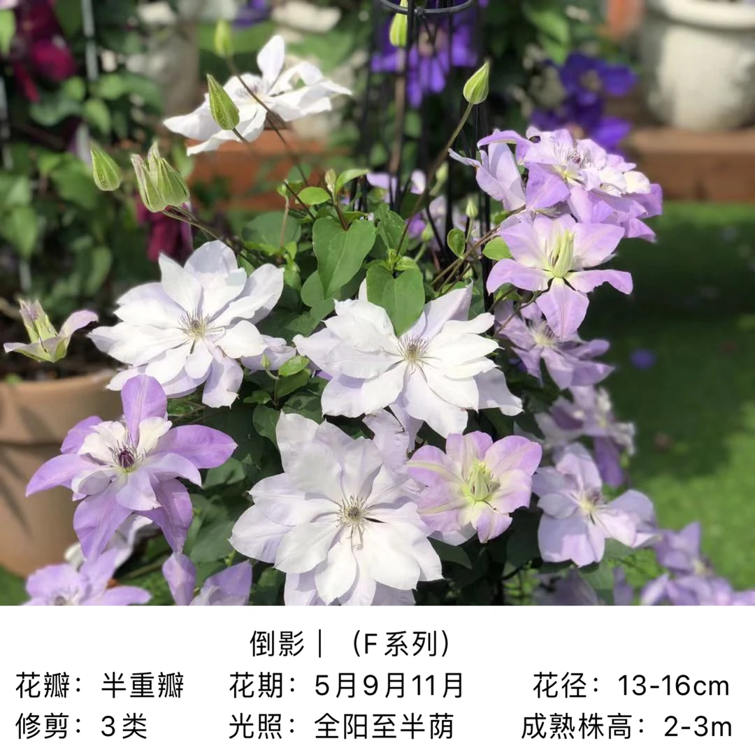 郭姐专属【倒影1.5加仑】 F系3类爬藤大花耐热丰花庭院地栽花卉绿植