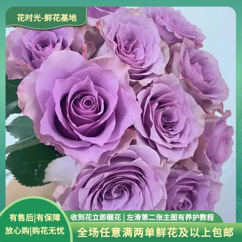 【紫霞仙子】10枝单头玫瑰 基地直发   | 全场任意满两单鲜花包邮