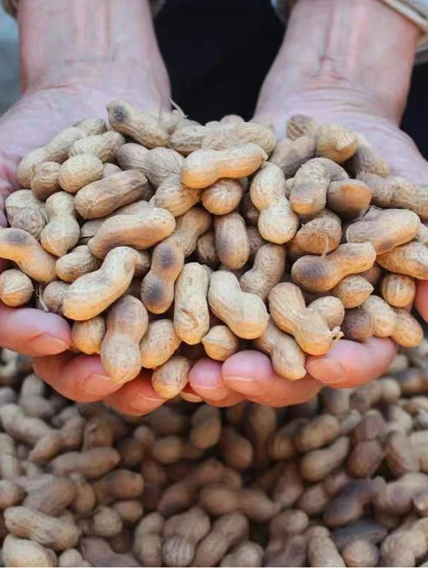 （净重半价无干燥剂）农村铁锅柴火花生原味炒花生带壳现炒坚果批发