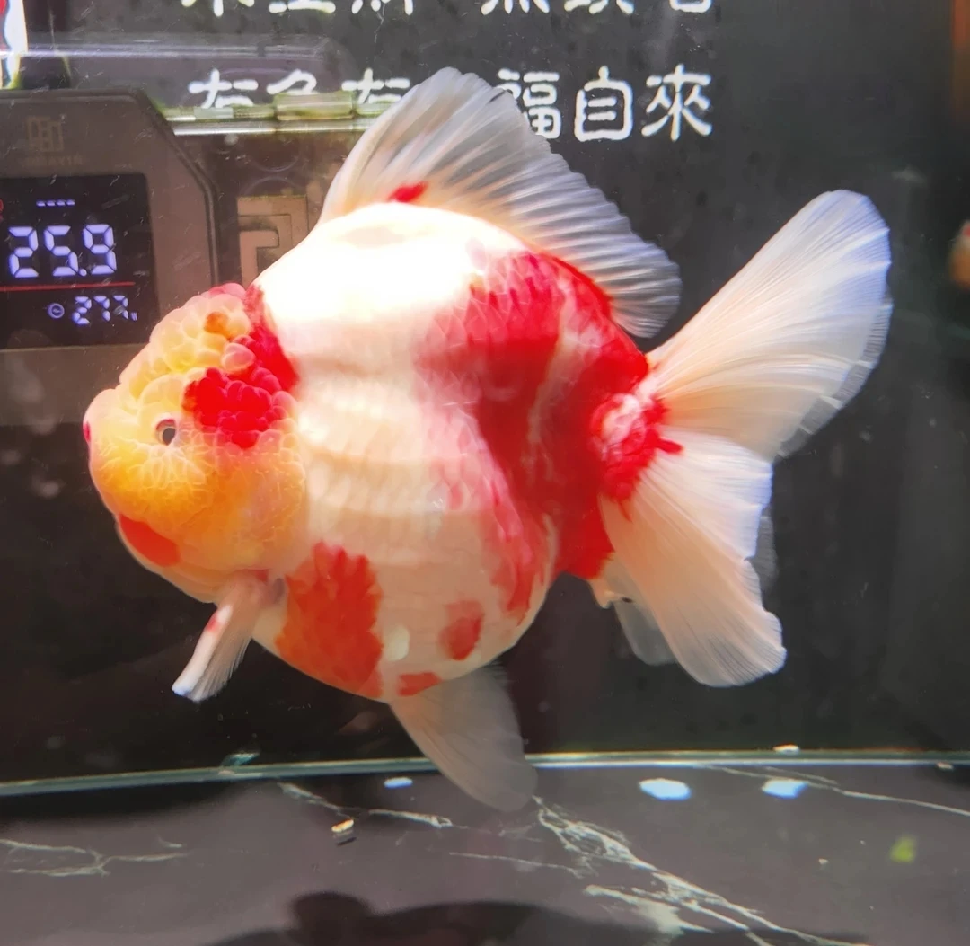 闲雅泰狮兰寿金鱼（直播间实物为准不包邮）