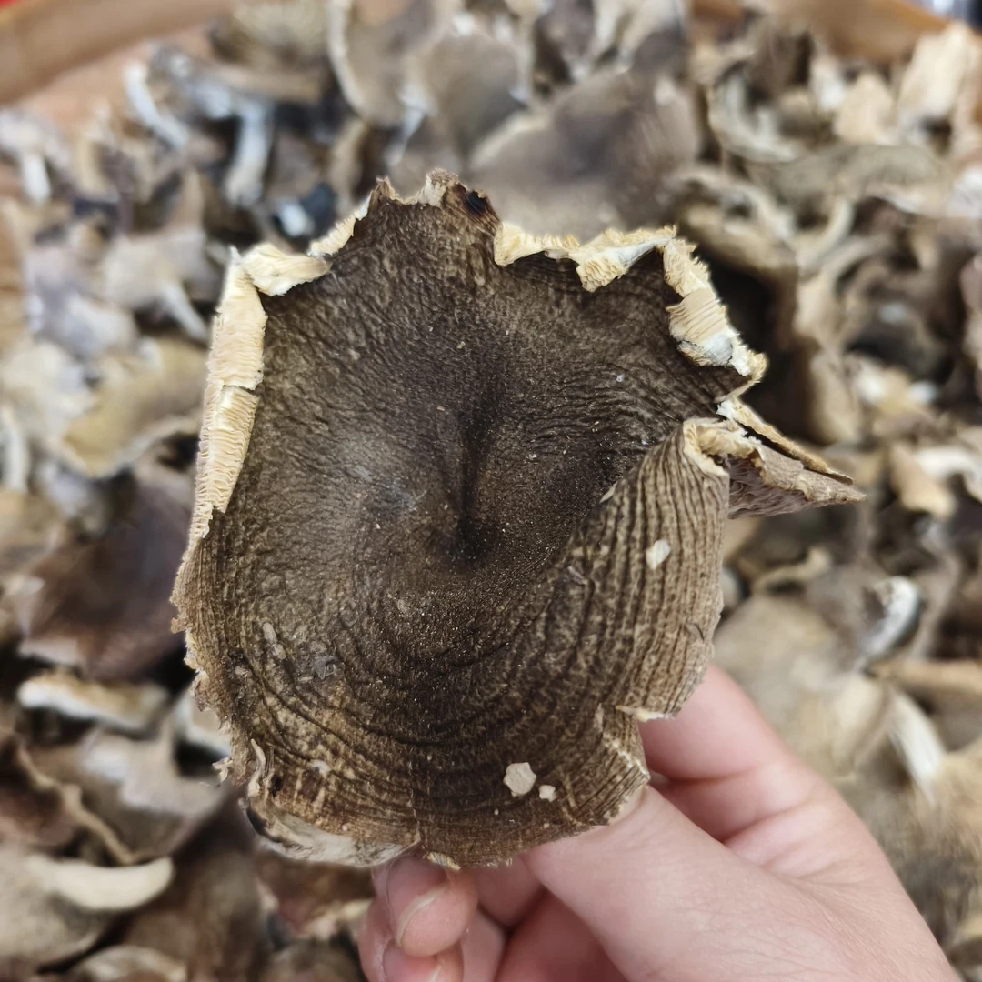 福建三明建宁本地野生梨菇山珍土货食用菌蘑菇净含量250克