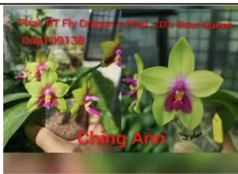 原生蝴蝶兰777绿色系趣味蝶1.7小苗蓝贝交红贝 叶片微瑕疵