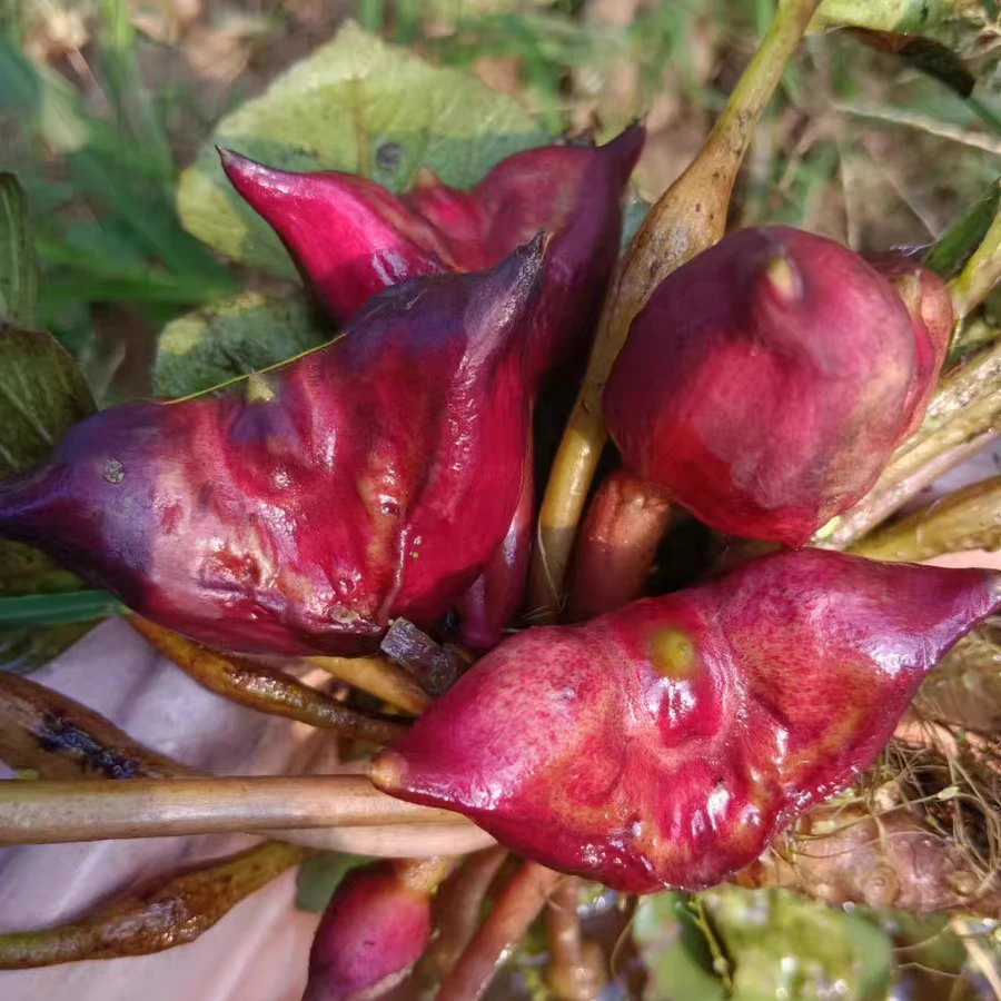 青菱角种子苗老菱角种子菱角种子水生植物高产水果红菱角种子
