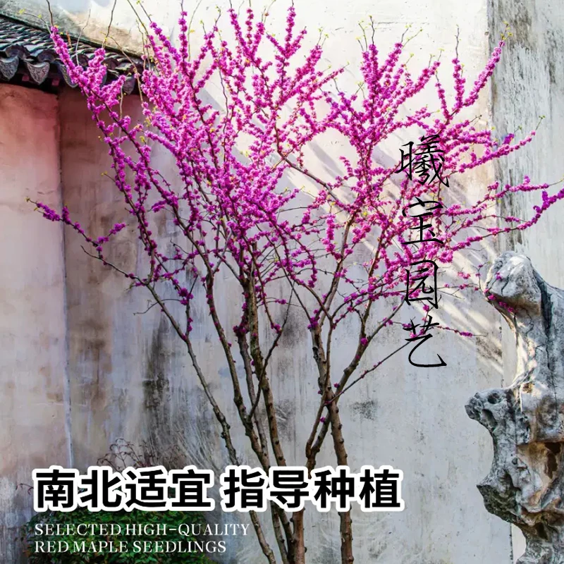 紫荆花树苗懒人花园植物观赏花卉紫荆树苗阳台庭院耐热寒绿化苗