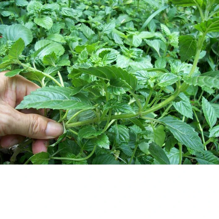 凉粉草种子特菜仙人冻仙草尖萼鱼黄草阳台蔬菜庭院四季播种种籽