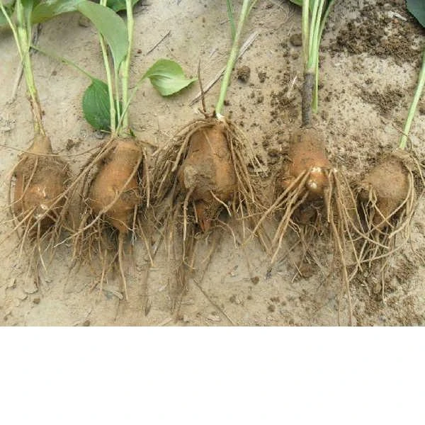 新采中药材白术种子桴蓟于术冬白术淅术杨桴山蓟杨枹蓟山芥种子