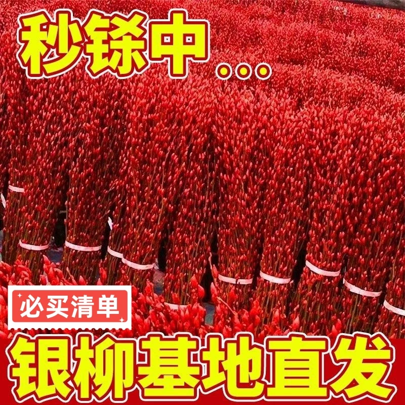 银柳干花真花鲜枝年宵花卉红色银柳干花水培植物客厅室内装饰花束