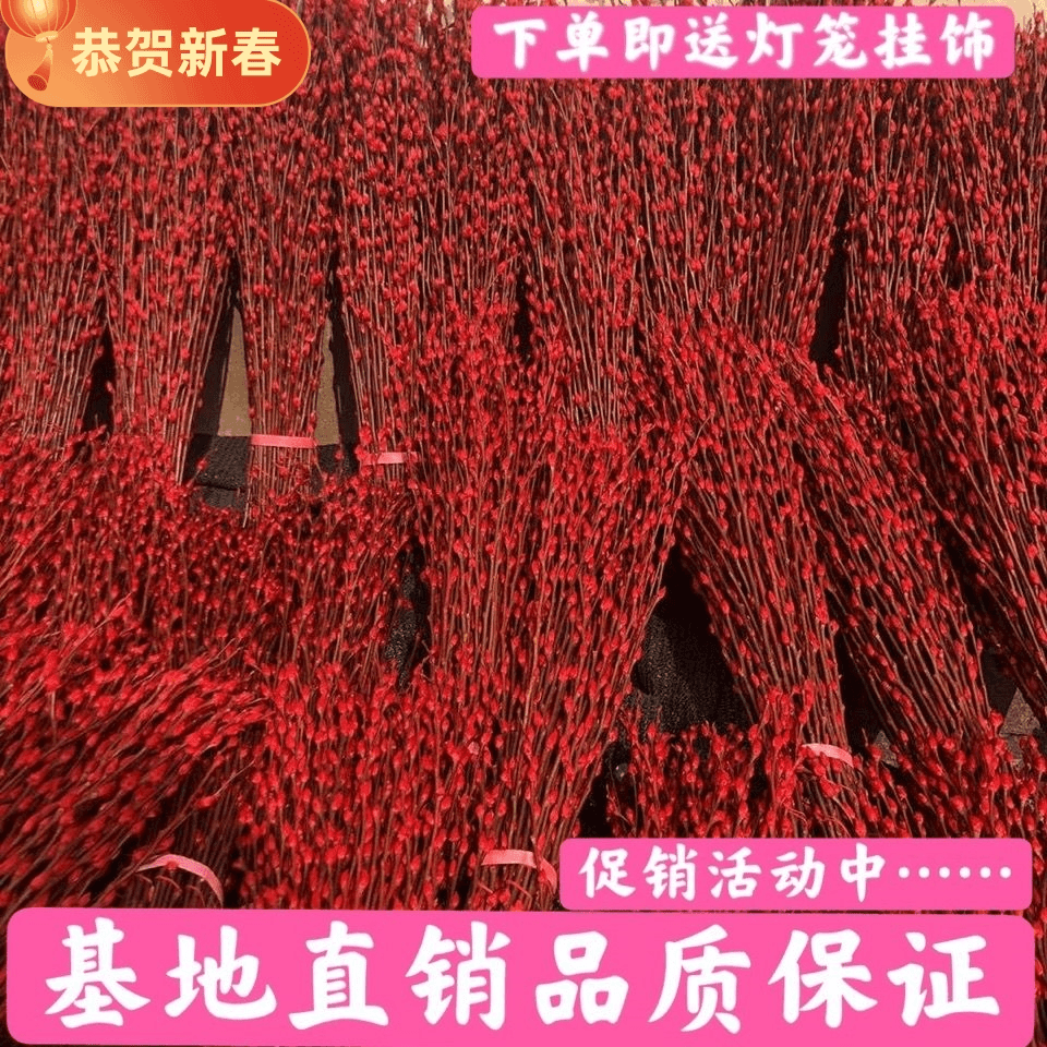 新年年宵花银柳红色真花包装干花花束春节送人室内装饰客厅年宵花