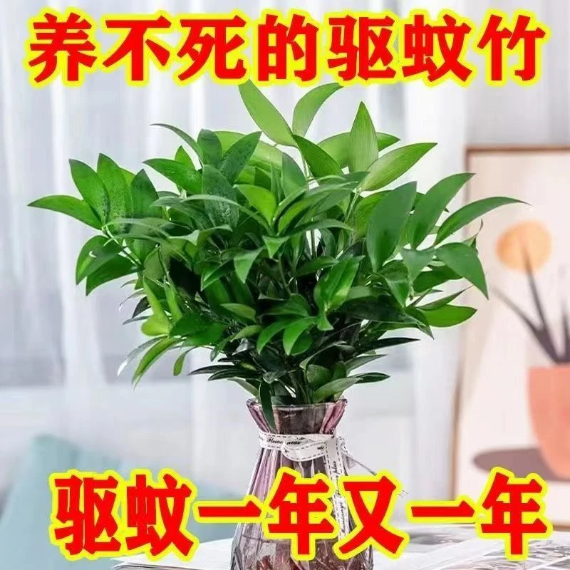 水培驱蚊竹柏富贵竹水养植物苗室内客厅桌面绿植盆栽花卉四季常青