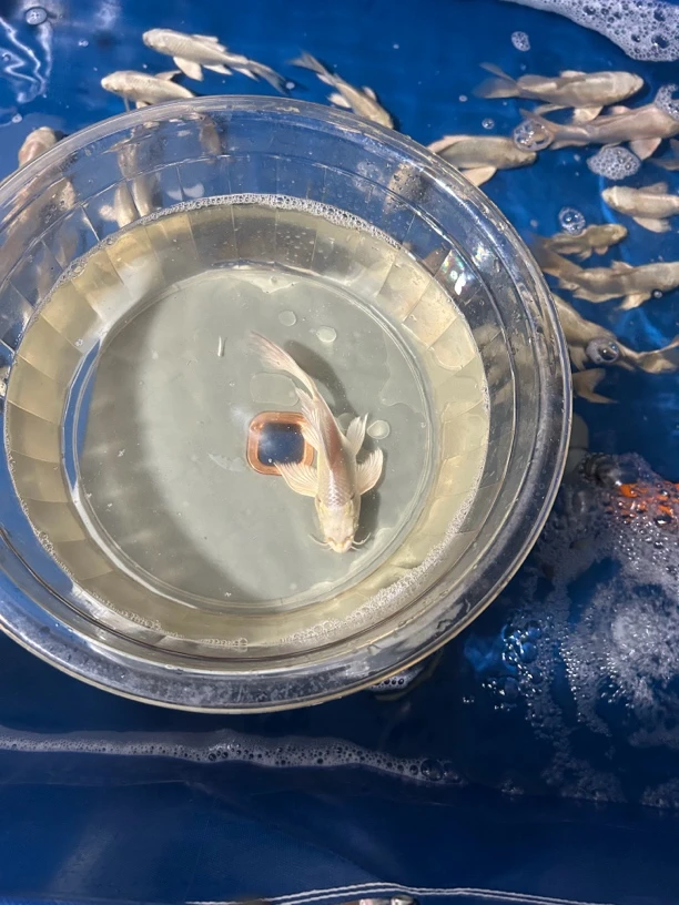 渔见遇蝴蝶鲤观赏鱼