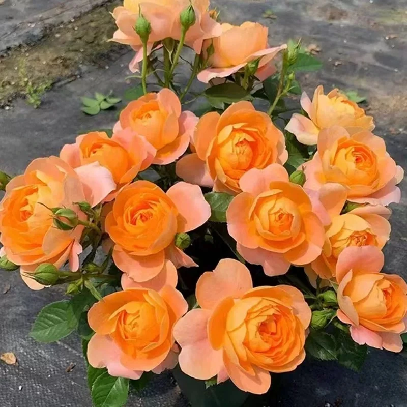 玫瑰花苗特大花带花苞花卉绿植物室内外阳台盆栽蔷薇月季四季开花