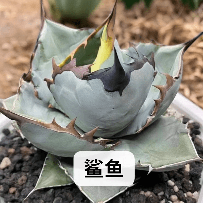 龙舌兰（鲨鱼）仁王冠大苗