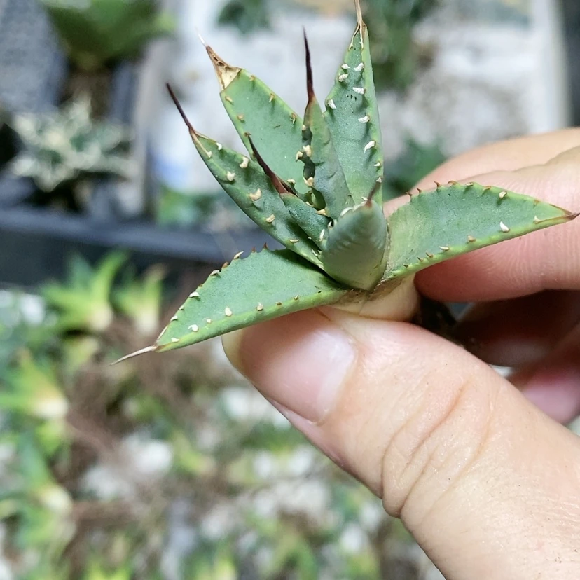 【闪购商品】勿**。妖艳