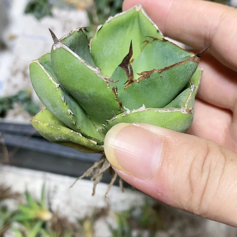 【闪购商品】圣剑多肉