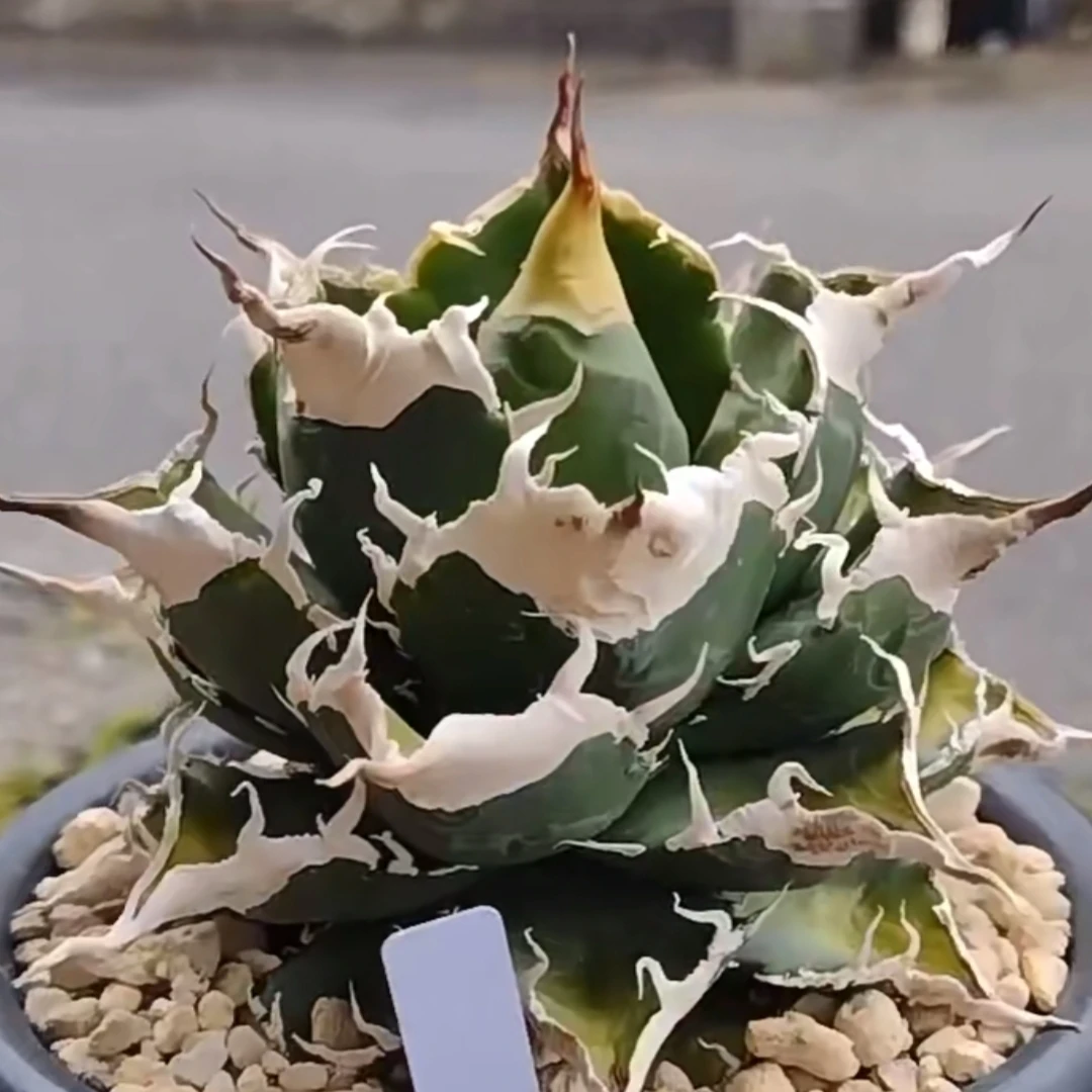 龙舌兰(绿you灵)小苗