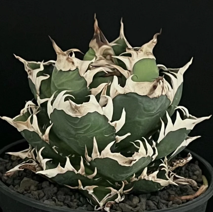龙舌兰（红猫）大苗