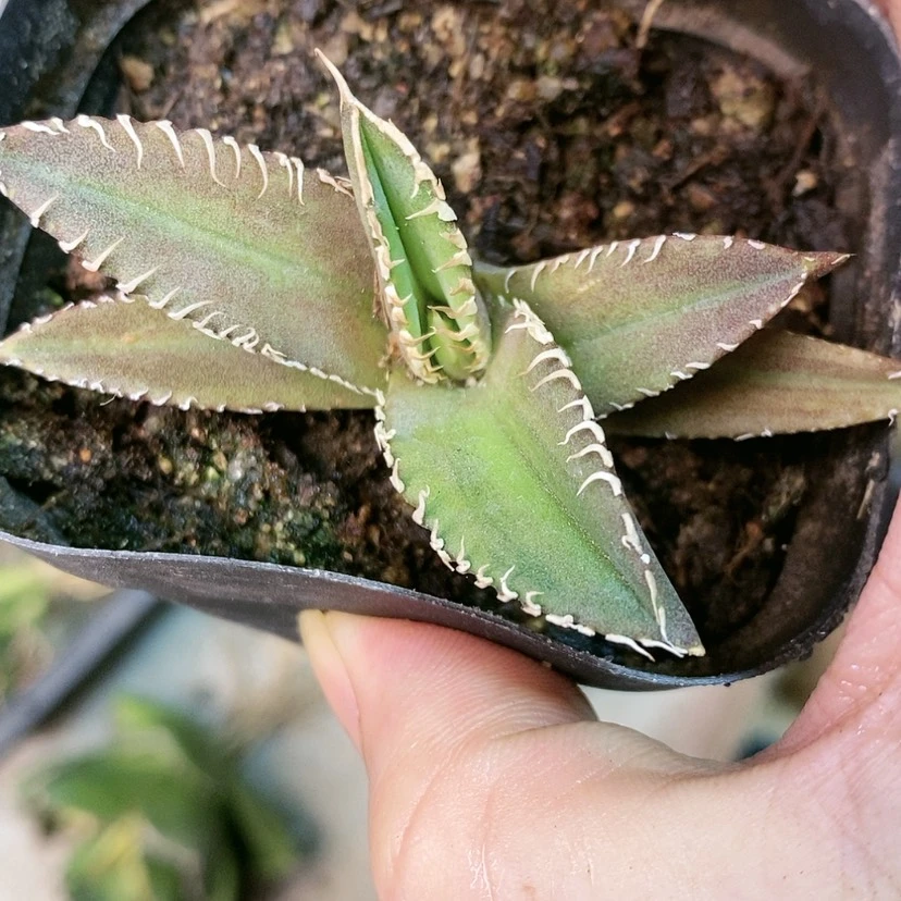 【闪购商品】云*白豪➕追星