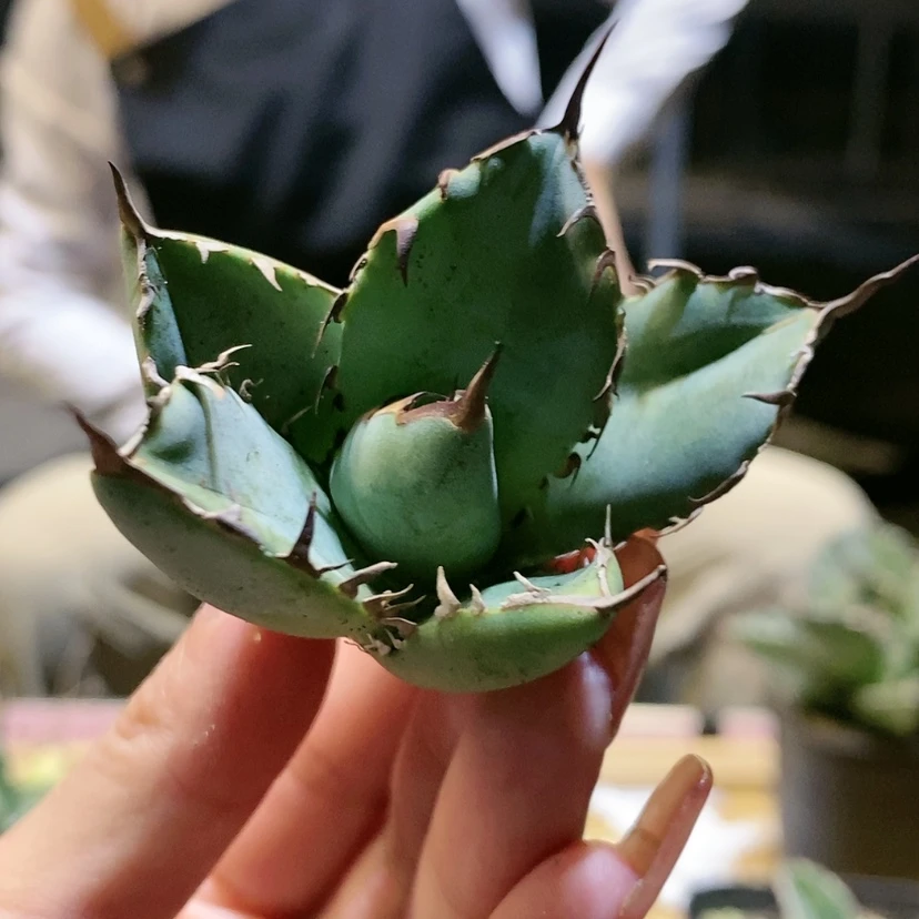 【闪购商品】黑金顶芽