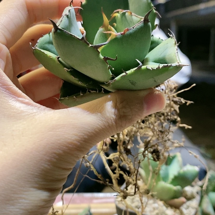 【闪购商品】圣剑88