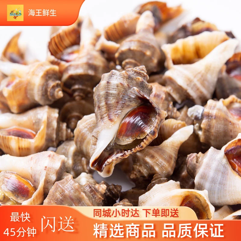 【鲜活贝螺】鲜活辣螺/鲜活苦螺