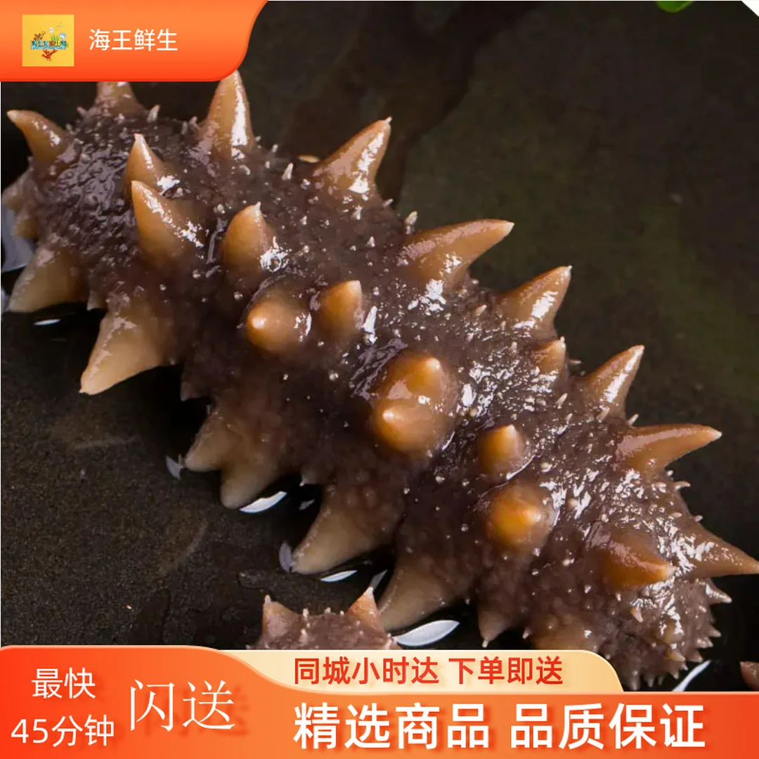 【鲜活贝螺】鲜活海参/G