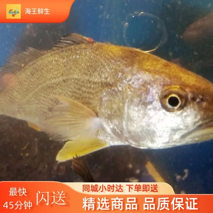 【鲜活鱼】鲜活黄鱼