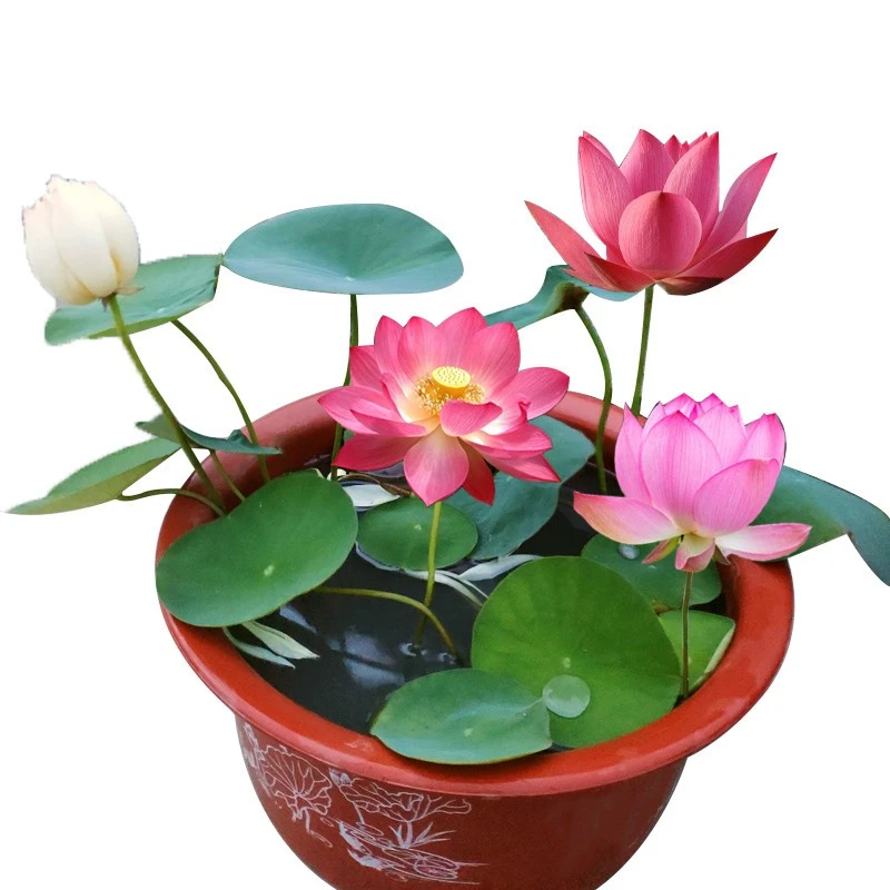盆栽荷花带花苞水生花卉水培植物庭院阳台露天原盆原土基地直发