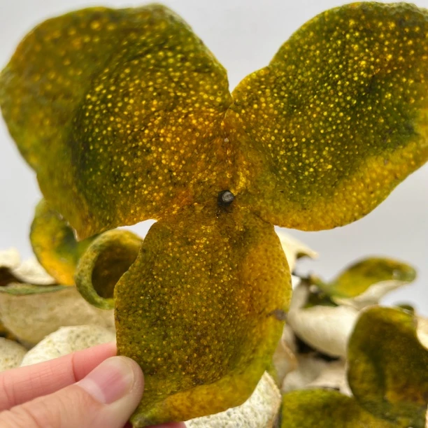 2024年新会天马二红皮（新皮）