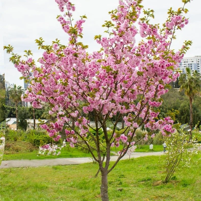 正宗日本樱花树苗小苗南北方庭院地栽盆栽花植物风景树苗户外种植