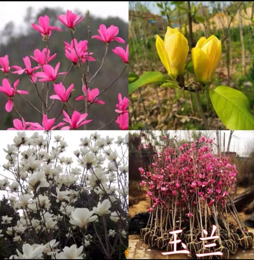 一物一拍海棠树苗庭院绿植物四季花卉开花好养易活玉兰丁香木槿