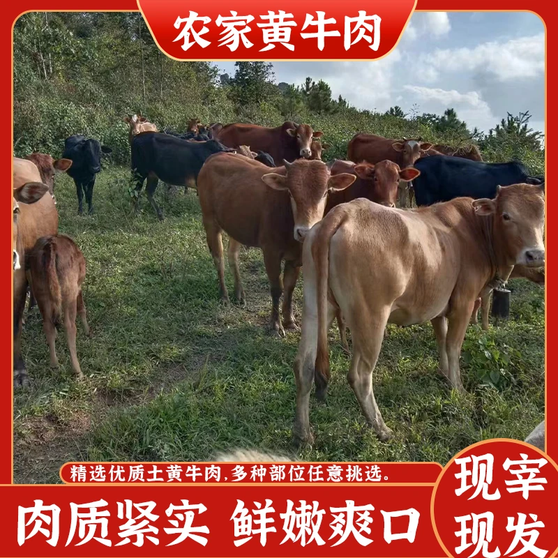 云南江城本地农家散养土黄牛牛肉新鲜现宰现发3斤/5斤包邮