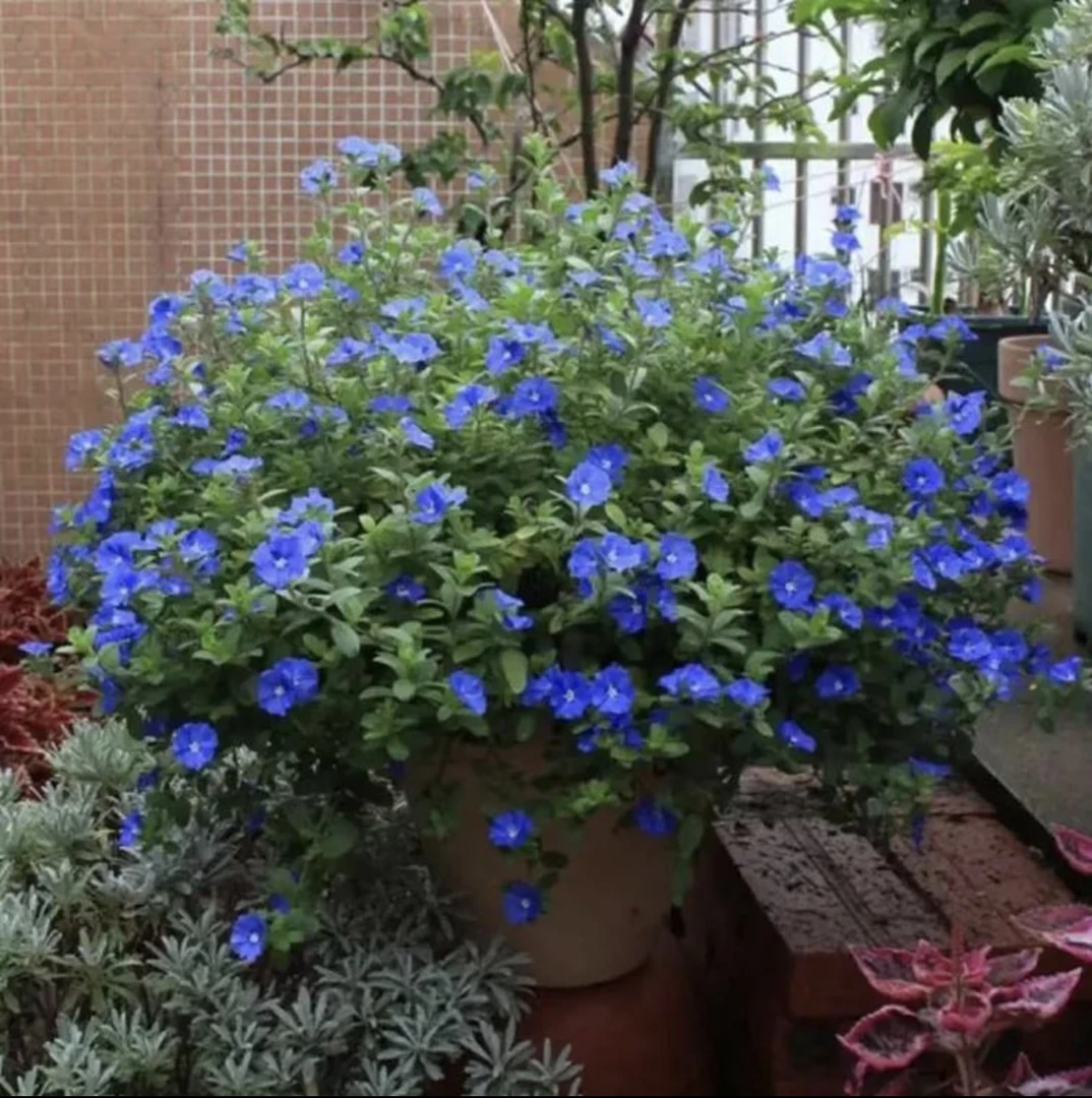 蓝星花盆栽带花苞四季开花室内室外阳台绿植净化空气花卉长藤垂吊