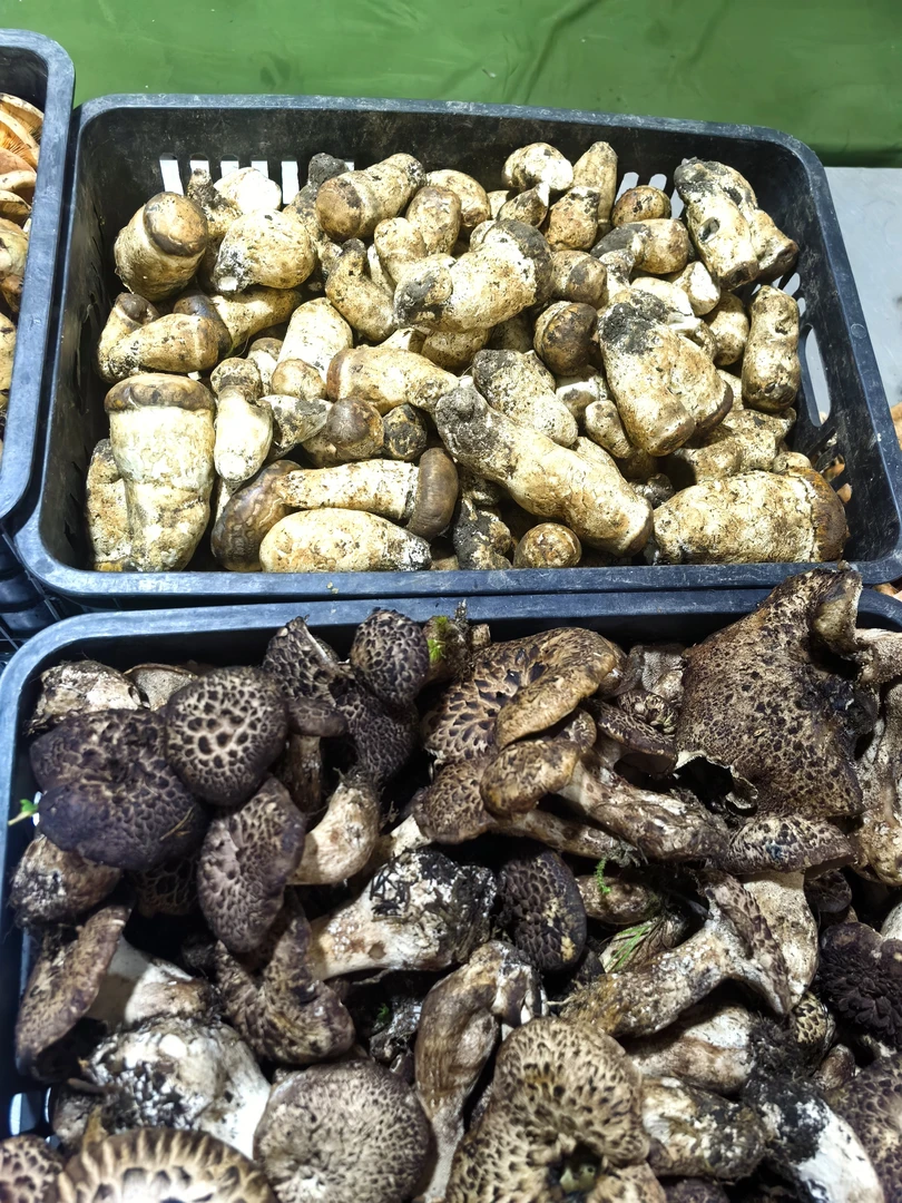 新鲜杉木松茸虎掌菌组合