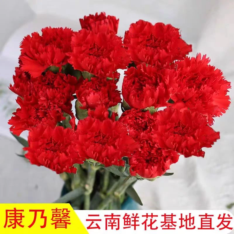 云舍花材【红色康乃馨】【18支+2支防损】鲜花 5度以下必拍保温棉