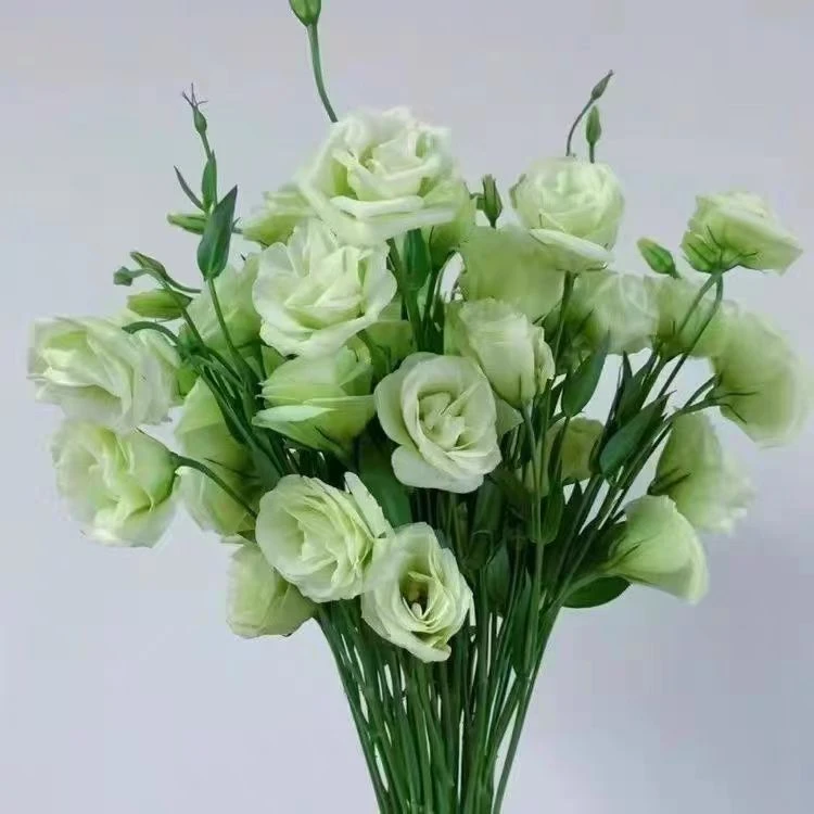 云舍花材【绿色桔梗】 600克云南鲜花基地直发(5度以下拍保温棉)