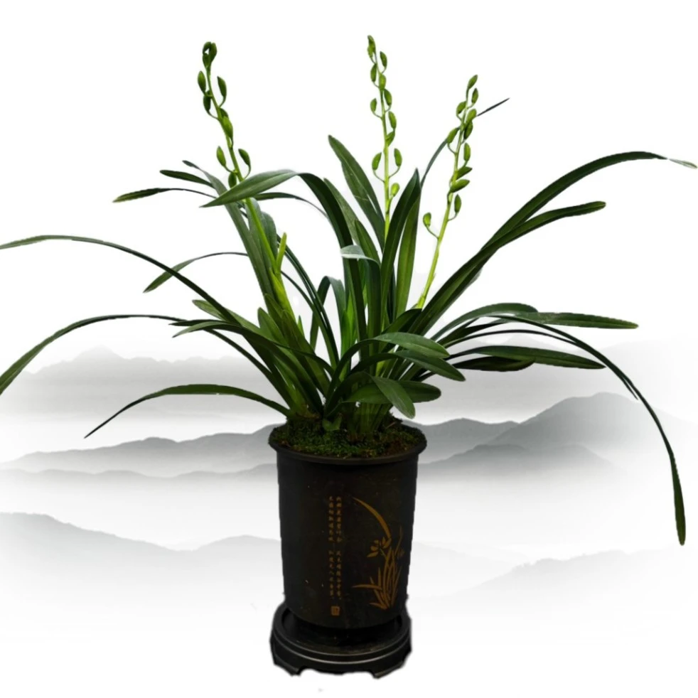 国兰大花蕙兰 香兰 糖果香味 兰花 花期11月~2月  盆栽花卉翠绿色