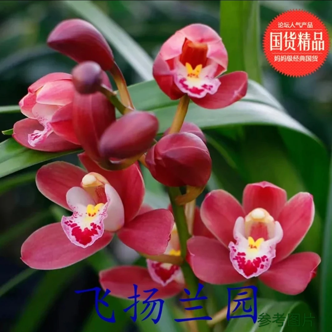 大花蕙兰【红宝石】红花 带香味春季精品兰花室内养植绿植花卉