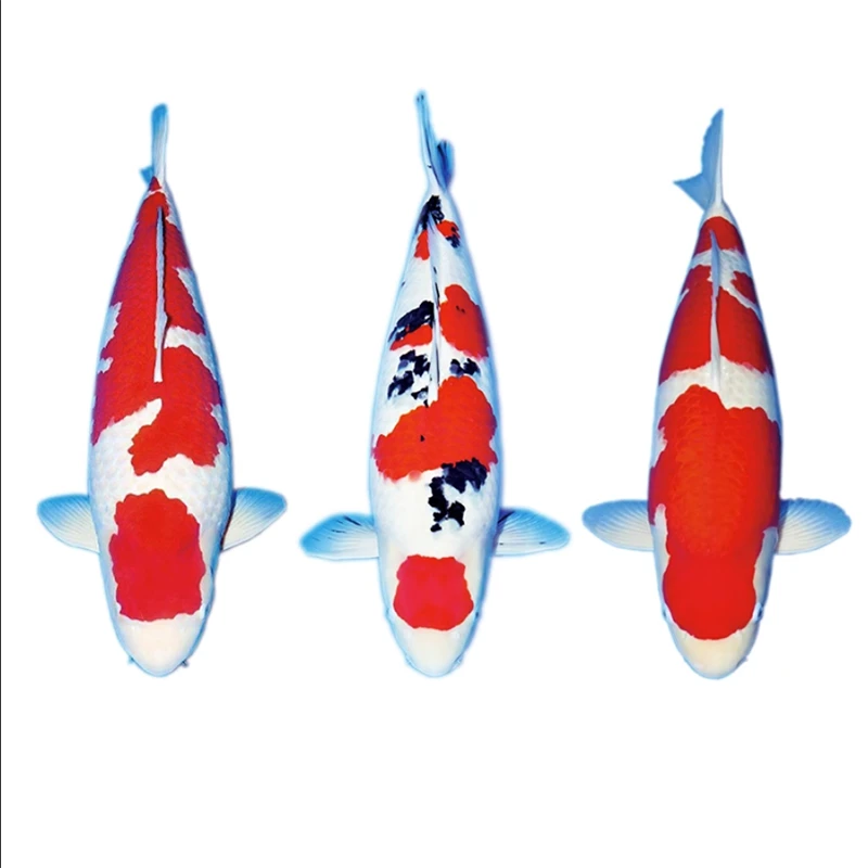 精品观赏鱼日本纯种锦鲤红白大正