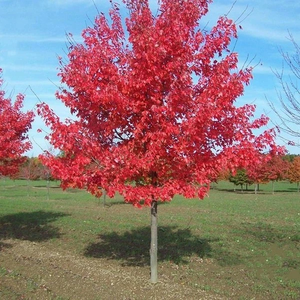 美国红枫树苗秋火焰树苗庭院绿化耐寒彩叶树种南方北方栽种四季