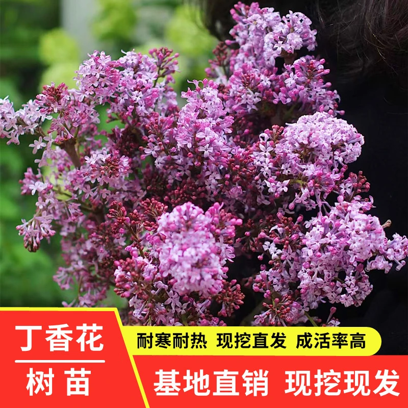 丁香花树苗室内外庭院盆栽地栽浓香型花卉南北方四季种植花苗嫁接