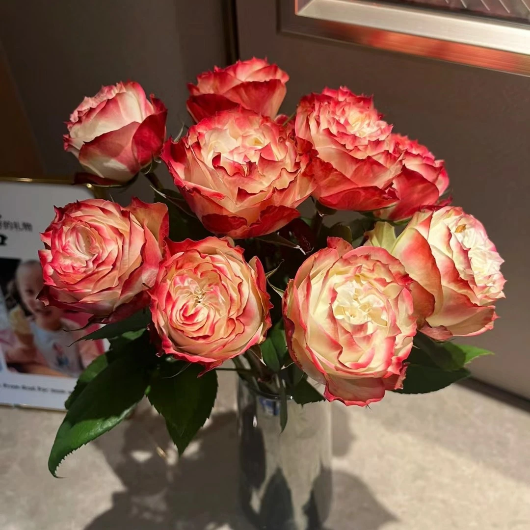 【苹果杰克】AB级新鲜花材，顺丰冷链包邮，（东三西四省＋海南除外）