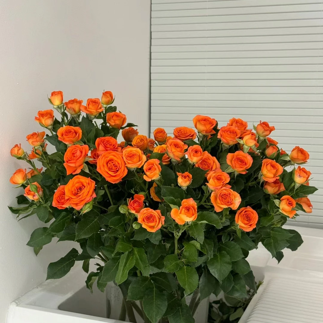 【橙芭比】AB级新鲜花材，顺丰冷链包邮，（东三西四省＋海南除外）