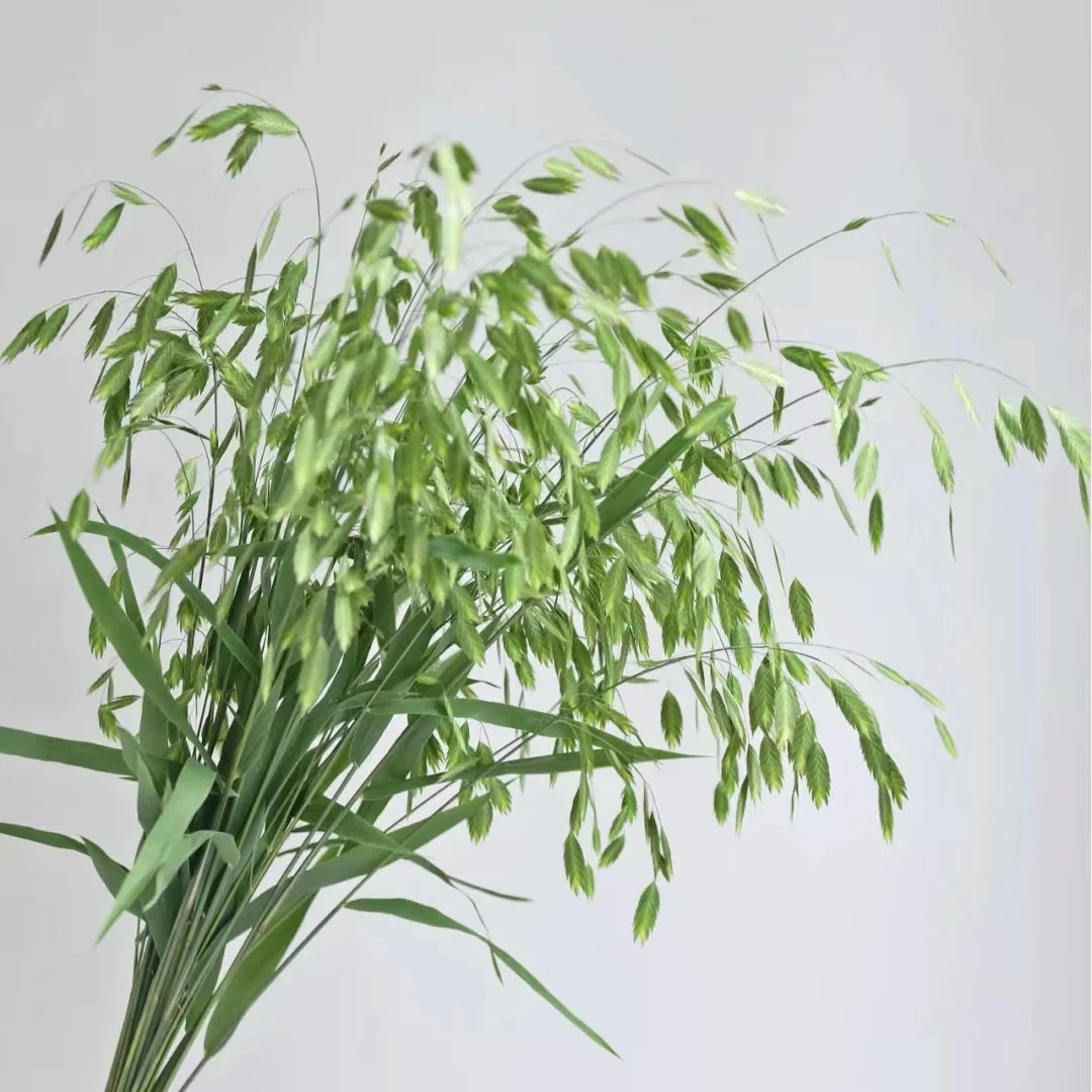 【小盼草】新鲜配草，顺丰冷链包邮，（东三西四省＋海南除外）