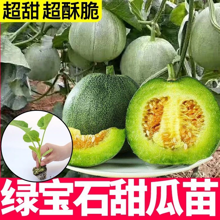 【48小时发货】超甜绿宝石甜瓜苗秧带土球大果羊角蜜博洋9号香瓜种