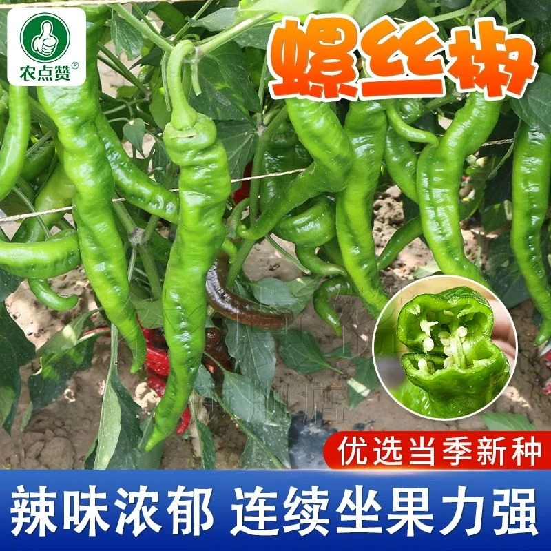 螺丝椒辣椒苗高产香辣特大辣椒薄皮青椒苗朝天椒南方盆栽蔬菜苗秧