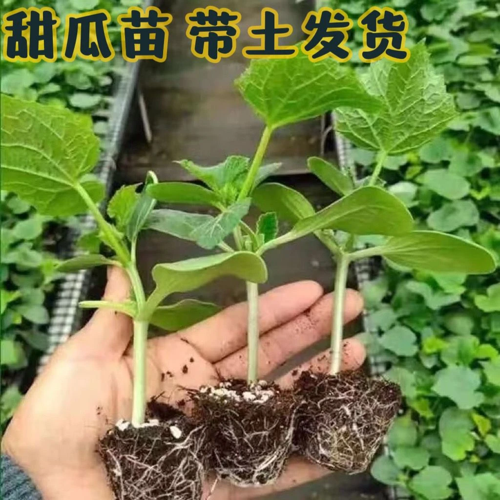 绿宝石甜瓜苗秧超甜香瓜苗早熟高糖羊角蜜四季栽阳台盆栽菜苗甜脆