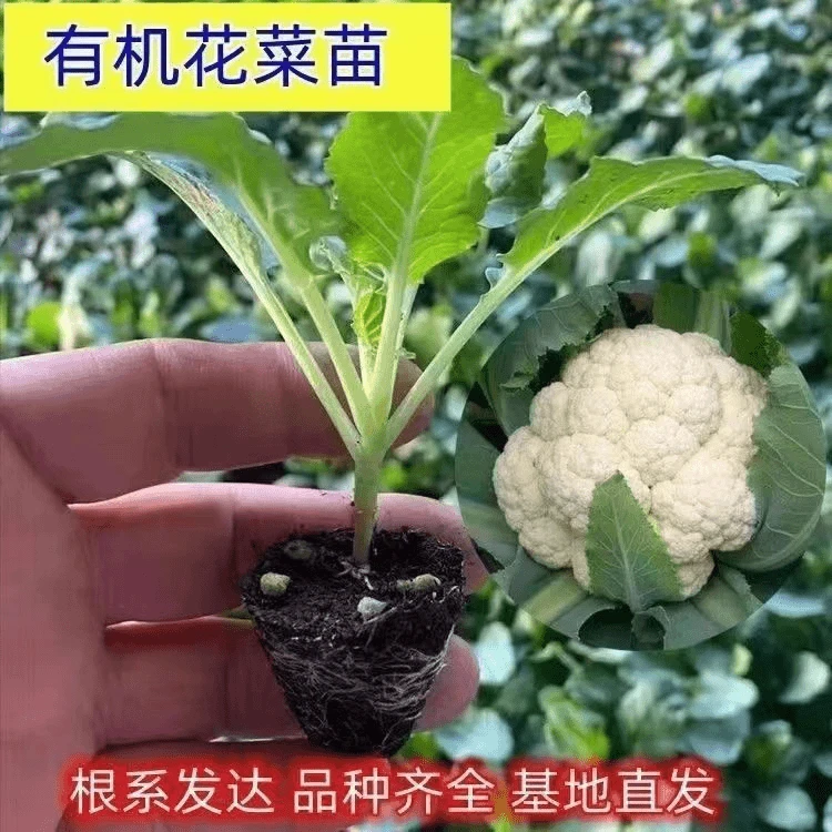 松花菜苗花菜苗莴苣菜苗西兰花苗甘蓝苗秋冬优质蔬菜苗四季种植